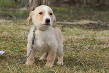 DANO, Hund, Mischlingshund in Hagen - Bild 3