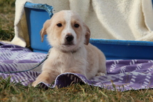 DANO, Hund, Mischlingshund in Hagen - Bild 4