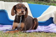 ALESSIO, Hund, Mischlingshund in Hagen - Bild 3