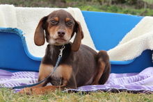 ALESSIO, Hund, Mischlingshund in Hagen - Bild 4