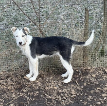 DARJEELING, Hund, Mischlingshund in Marsberg - Bild 1