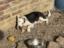 DARJEELING, Hund, Mischlingshund in Marsberg - Bild 2