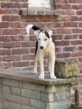DARJEELING, Hund, Mischlingshund in Marsberg - Bild 25