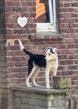 DARJEELING, Hund, Mischlingshund in Marsberg - Bild 26