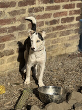 DARJEELING, Hund, Mischlingshund in Marsberg - Bild 29