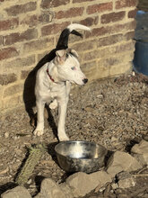 DARJEELING, Hund, Mischlingshund in Marsberg - Bild 3