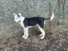 DARJEELING, Hund, Mischlingshund in Marsberg - Bild 31