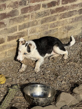 DARJEELING, Hund, Mischlingshund in Marsberg - Bild 33