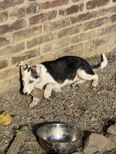 DARJEELING, Hund, Mischlingshund in Marsberg - Bild 34