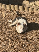DARJEELING, Hund, Mischlingshund in Marsberg - Bild 35