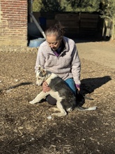 DARJEELING, Hund, Mischlingshund in Marsberg - Bild 36