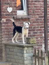 DARJEELING, Hund, Mischlingshund in Marsberg - Bild 37