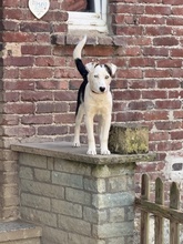 DARJEELING, Hund, Mischlingshund in Marsberg - Bild 38