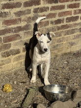 DARJEELING, Hund, Mischlingshund in Marsberg - Bild 4