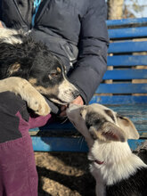 DARJEELING, Hund, Mischlingshund in Marsberg - Bild 6