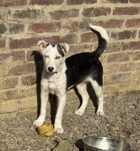 DARJEELING, Hund, Mischlingshund in Marsberg - Bild 8