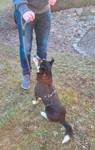 ABBY, Hund, Mischlingshund in Werneck - Bild 4