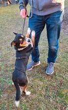 ABBY, Hund, Mischlingshund in Werneck - Bild 7