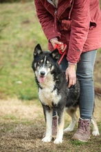 HERA, Hund, Mischlingshund in Ungarn - Bild 10