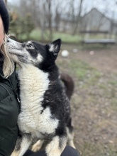 HERA, Hund, Mischlingshund in Ungarn - Bild 2