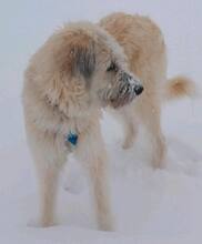 ELLA, Hund, Irischer Wolfshund - Mix in Schöffengrund - Bild 3