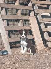 JULE, Hund, Mischlingshund in Spanien - Bild 3