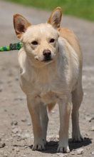 CHIP, Hund, Mischlingshund in Slowakische Republik - Bild 1