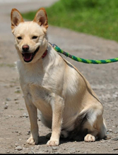 CHIP, Hund, Mischlingshund in Slowakische Republik - Bild 10