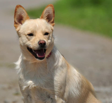 CHIP, Hund, Mischlingshund in Slowakische Republik - Bild 11