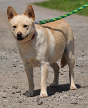 CHIP, Hund, Mischlingshund in Slowakische Republik - Bild 12