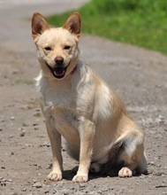 CHIP, Hund, Mischlingshund in Slowakische Republik - Bild 13