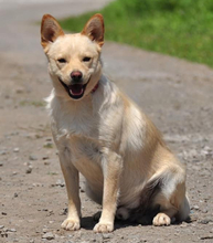 CHIP, Hund, Mischlingshund in Slowakische Republik - Bild 2