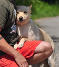 CHIP, Hund, Mischlingshund in Slowakische Republik - Bild 4