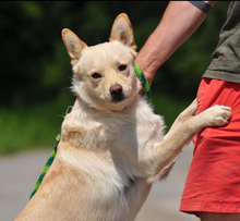 CHIP, Hund, Mischlingshund in Slowakische Republik - Bild 6