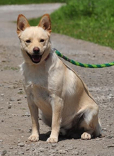 CHIP, Hund, Mischlingshund in Slowakische Republik - Bild 7