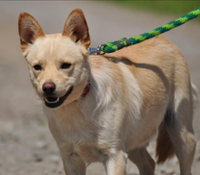 CHIP, Hund, Mischlingshund in Slowakische Republik - Bild 9