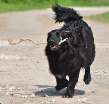 CLYDES195, Hund, Mischlingshund in Slowakische Republik - Bild 7