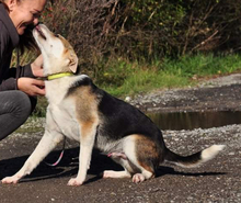 COLINS183, Hund, Mischlingshund in Slowakische Republik - Bild 5