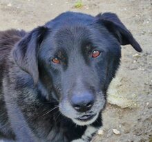 IKARUS, Hund, Mischlingshund in Griechenland - Bild 6