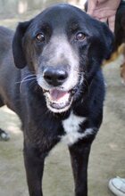 IKARUS, Hund, Mischlingshund in Griechenland - Bild 7