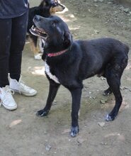 IKARUS, Hund, Mischlingshund in Griechenland - Bild 8