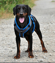 CONNOR, Hund, Mischlingshund in Slowakische Republik - Bild 1