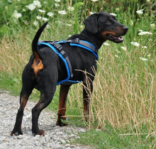 CONNOR, Hund, Mischlingshund in Slowakische Republik - Bild 10