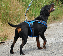 CONNOR, Hund, Mischlingshund in Slowakische Republik - Bild 11