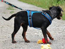 CONNOR, Hund, Mischlingshund in Slowakische Republik - Bild 12