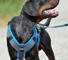 CONNOR, Hund, Mischlingshund in Slowakische Republik - Bild 14