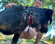 CONNOR, Hund, Mischlingshund in Slowakische Republik - Bild 15