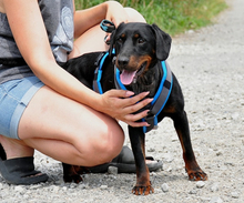 CONNOR, Hund, Mischlingshund in Slowakische Republik - Bild 2