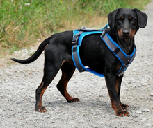 CONNOR, Hund, Mischlingshund in Slowakische Republik - Bild 3