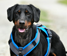 CONNOR, Hund, Mischlingshund in Slowakische Republik - Bild 4